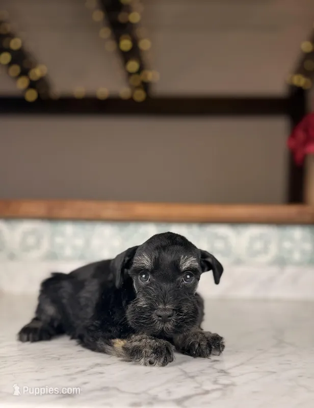 Chardonnay – Miniature Schnauzer puppy for sale in Gainesville, FL
