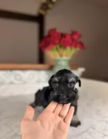 Chardonnay, a female Miniature Schnauzer for sale in Gainesville, FL – Photo 2 of 3