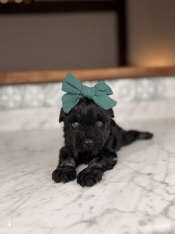 Bimini (Blue Eyes) – Miniature Schnauzer puppy for sale in Gainesville, FL