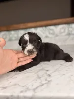 Rum (Blue Eyes), a male Miniature Schnauzer for sale in Gainesville, FL – 2 of 4