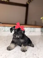Chardonnay, a female Miniature Schnauzer for sale in Gainesville, FL – 2 of 3