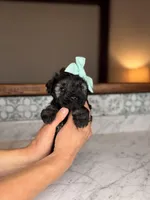 Isla, a female Miniature Schnauzer for sale in Gainesville, FL – Photo 2 of 6
