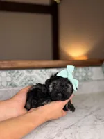 Isla, a female Miniature Schnauzer for sale in Gainesville, FL – Photo 3 of 6
