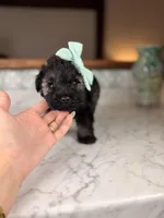 Isla, a female Miniature Schnauzer for sale in Gainesville, FL – Photo 6 of 6