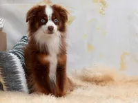 Trip ASDR BLUE EYES, a male Toy Australian Shepherd for sale in Gainesville, FL – Photo 3 of 7