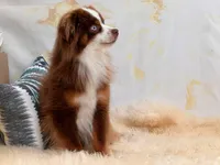 Trip ASDR BLUE EYES, a male Toy Australian Shepherd for sale in Gainesville, FL – Photo 4 of 7