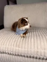 Trip ASDR BLUE EYES, a male Toy Australian Shepherd for sale in Gainesville, FL – Photo 6 of 7