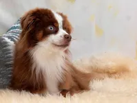 Trip ASDR BLUE EYES, a male Toy Australian Shepherd for sale in Gainesville, FL – Photo 2 of 7