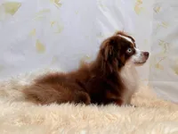 Trip ASDR BLUE EYES, a male Toy Australian Shepherd for sale in Gainesville, FL – Photo 5 of 7