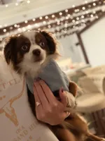 Trip ASDR BLUE EYES, a male Toy Australian Shepherd for sale in Gainesville, FL – Photo 7 of 7