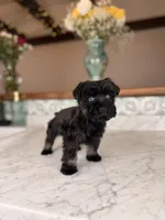 Americano BLUE EYES, a male Miniature Schnauzer for sale in Gainesville, FL – Photo 4 of 9