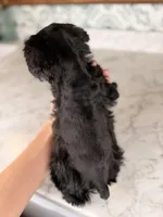 Americano BLUE EYES, a male Miniature Schnauzer for sale in Gainesville, FL – Photo 9 of 9