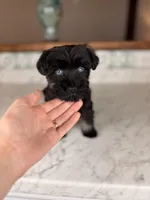 Americano BLUE EYES, a male Miniature Schnauzer for sale in Gainesville, FL – Photo 2 of 9