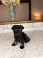 Americano BLUE EYES, a male Miniature Schnauzer for sale in Gainesville, FL – Photo 5 of 9