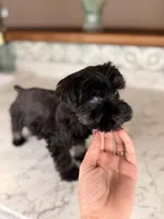 Americano BLUE EYES, a male Miniature Schnauzer for sale in Gainesville, FL – Photo 6 of 9