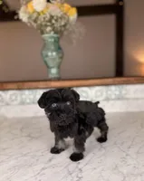 Americano BLUE EYES, a male Miniature Schnauzer for sale in Gainesville, FL – Photo 3 of 9