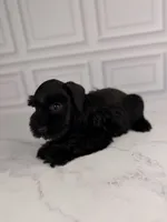 Boo, a female Miniature Schnauzer for sale in Gainesville, FL – 4 of 4