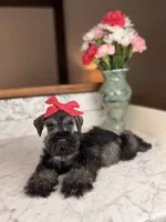 Isla, a female Miniature Schnauzer for sale in Gainesville, FL – 1 of 4