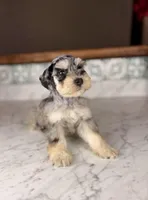 Rosé, a female Miniature Schnauzer for sale in Gainesville, FL – Photo 7 of 8