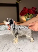 Rosé, a female Miniature Schnauzer for sale in Gainesville, FL – Photo 3 of 8