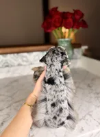 Rosé, a female Miniature Schnauzer for sale in Gainesville, FL – Photo 2 of 8