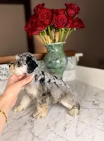 Rosé, a female Miniature Schnauzer for sale in Gainesville, FL – Photo 8 of 8