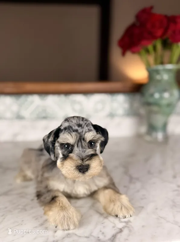 Rosé – Miniature Schnauzer puppy for sale in Gainesville, FL