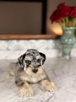 Rosé, a female Miniature Schnauzer for sale in Gainesville, FL – Photo 1 of 8