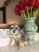 Rosé, a female Miniature Schnauzer for sale in Gainesville, FL – Photo 4 of 8