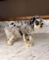 Rosé, a female Miniature Schnauzer for sale in Gainesville, FL – Photo 6 of 8