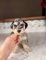 Rosé, a female Miniature Schnauzer for sale in Gainesville, FL – Photo 5 of 8