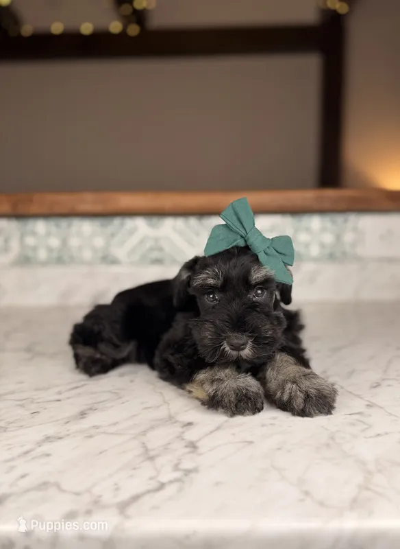 Chardonnay – Miniature Schnauzer puppy for sale in Gainesville, FL