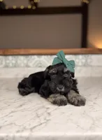 Chardonnay, a female Miniature Schnauzer for sale in Gainesville, FL – 1 of 3