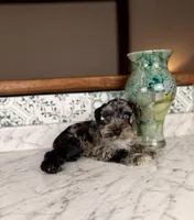  Syrah BLUE EYES, a female Miniature Schnauzer for sale in Gainesville, FL – Photo 3 of 6
