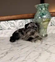  Syrah BLUE EYES, a female Miniature Schnauzer for sale in Gainesville, FL – Photo 4 of 6