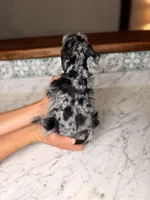  Syrah BLUE EYES, a female Miniature Schnauzer for sale in Gainesville, FL – Photo 2 of 6
