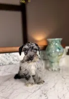  Syrah BLUE EYES, a female Miniature Schnauzer for sale in Gainesville, FL – Photo 5 of 6