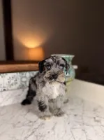  Syrah BLUE EYES, a female Miniature Schnauzer for sale in Gainesville, FL – Photo 6 of 6