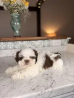 Strudel, a male Shih Tzu for sale in Gainesville, FL – Photo 9 of 9