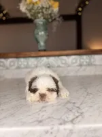 Strudel, a male Shih Tzu for sale in Gainesville, FL – Photo 7 of 9