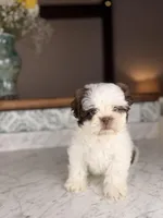 Strudel, a male Shih Tzu for sale in Gainesville, FL – Photo 2 of 9