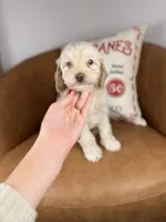 Corn, a male Cockapoo for sale in Gainesville, FL – Photo 2 of 6