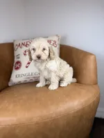 Corn, a male Cockapoo for sale in Gainesville, FL – Photo 3 of 6