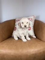 Corn, a male Cockapoo for sale in Gainesville, FL – Photo 6 of 6