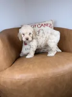 Corn, a male Cockapoo for sale in Gainesville, FL – Photo 5 of 6