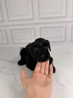 Boo, a female Miniature Schnauzer for sale in Gainesville, FL – 1 of 4
