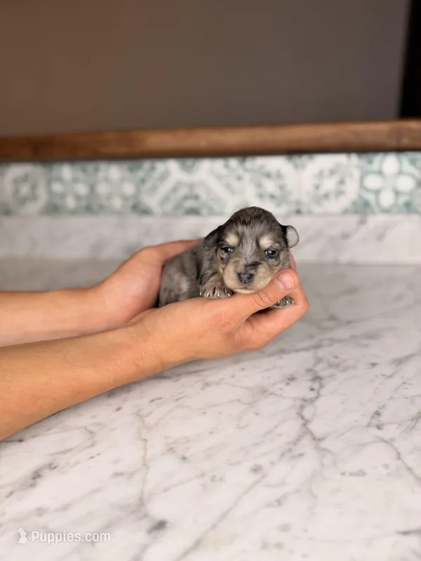 Rosé – Miniature Schnauzer puppy for sale in Gainesville, FL