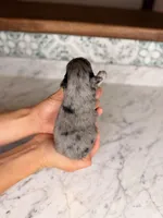 Rosé, a female Miniature Schnauzer for sale in Gainesville, FL – Photo 5 of 5