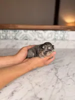 Rosé, a female Miniature Schnauzer for sale in Gainesville, FL – Photo 4 of 5