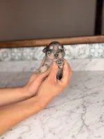 Rosé, a female Miniature Schnauzer for sale in Gainesville, FL – Photo 3 of 5